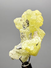 Load image into Gallery viewer, Vibrant Yellow Brucite Thumbnail Mineral Specimen | Collector Crystal from Killa Saifullah District in Balochistan Province, Pakistan
