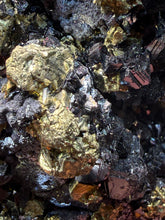 Load image into Gallery viewer, 6.1” New Find: Huanzala Mine Peru Sphalerite + Chalcopyrite + Apatite + Calcite + Quartz | Collector Display Specimen
