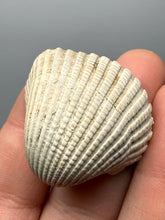 Load image into Gallery viewer, Bivalve (Pelecypoda) Fossil Sea Shell with Chalcopyrite | Mineralized Fossil Specimen | Indonesia
