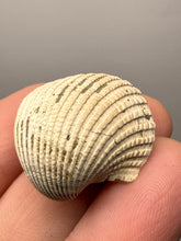 Load image into Gallery viewer, Bivalve (Pelecypoda) Fossil Sea Shell with Chalcopyrite | Mineralized Fossil Specimen | Indonesia
