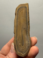 Load image into Gallery viewer, Stromatolite Fossil Slice | Ancient Microbial Reef Structure | Morocco
