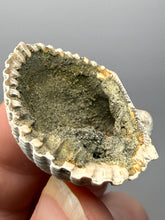 Load image into Gallery viewer, Bivalve (Pelecypoda) Fossil Sea Shell with Chalcopyrite | Mineralized Fossil Specimen | Indonesia
