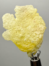Load image into Gallery viewer, Vibrant Yellow Brucite Thumbnail Mineral Specimen | Collector Crystal from Killa Saifullah District in Balochistan Province, Pakistan
