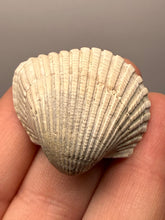 Load image into Gallery viewer, Bivalve (Pelecypoda) Fossil Sea Shell with Chalcopyrite | Mineralized Fossil Specimen | Indonesia
