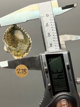Load image into Gallery viewer, Bivalve (Pelecypoda) Fossil Sea Shell with Chalcopyrite | Mineralized Fossil Specimen | Indonesia
