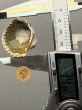Load image into Gallery viewer, Bivalve (Pelecypoda) Fossil Sea Shell with Chalcopyrite | Mineralized Fossil Specimen | Indonesia

