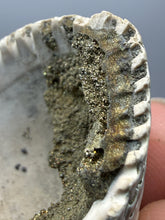 Load image into Gallery viewer, Bivalve (Pelecypoda) Fossil Sea Shell with Chalcopyrite | Mineralized Fossil Specimen | Indonesia
