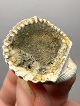 Load image into Gallery viewer, Bivalve (Pelecypoda) Fossil Sea Shell with Chalcopyrite | Mineralized Fossil Specimen | Indonesia
