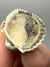 Load image into Gallery viewer, Bivalve (Pelecypoda) Fossil Sea Shell with Chalcopyrite | Mineralized Fossil Specimen | Indonesia
