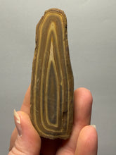 Load image into Gallery viewer, Stromatolite Fossil Slice | Ancient Microbial Reef Structure | Morocco
