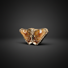 Load image into Gallery viewer, High-Grade Indonesian Sumatra Agate Pair – Vibrant Banded Chalcedony with Rich Color Zoning | Ethical Lapidary &amp; Collector Display Specimens
