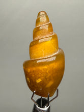 Load image into Gallery viewer, Agatized Gastropod Fossil Specimen | Morocco
