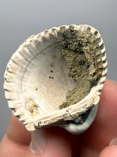 Load image into Gallery viewer, Bivalve (Pelecypoda) Fossil Sea Shell with Chalcopyrite | Mineralized Fossil Specimen | Indonesia
