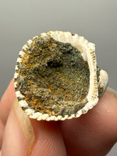 Load image into Gallery viewer, Bivalve (Pelecypoda) Fossil Sea Shell with Chalcopyrite | Mineralized Fossil Specimen | Indonesia
