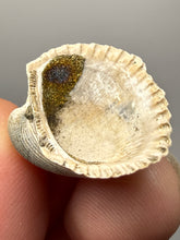 Load image into Gallery viewer, Bivalve (Pelecypoda) Fossil Sea Shell with Chalcopyrite | Mineralized Fossil Specimen | Indonesia
