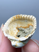 Load image into Gallery viewer, Bivalve (Pelecypoda) Fossil Sea Shell with Chalcopyrite | Mineralized Fossil Specimen | Indonesia
