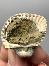 Load image into Gallery viewer, Bivalve (Pelecypoda) Fossil Sea Shell with Chalcopyrite | Mineralized Fossil Specimen | Indonesia
