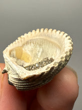 Load image into Gallery viewer, Bivalve (Pelecypoda) Fossil Sea Shell with Chalcopyrite | Mineralized Fossil Specimen | Indonesia
