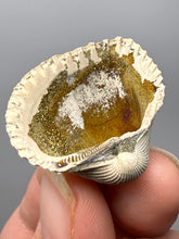 Load image into Gallery viewer, Bivalve (Pelecypoda) Fossil Sea Shell with Chalcopyrite | Mineralized Fossil Specimen | Indonesia

