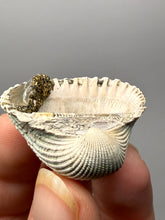 Load image into Gallery viewer, Bivalve (Pelecypoda) Fossil Sea Shell with Chalcopyrite | Mineralized Fossil Specimen | Indonesia
