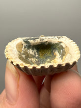 Load image into Gallery viewer, Bivalve (Pelecypoda) Fossil Sea Shell with Chalcopyrite | Mineralized Fossil Specimen | Indonesia
