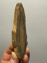 Load image into Gallery viewer, Stromatolite Fossil Slice | Ancient Microbial Reef Structure | Morocco
