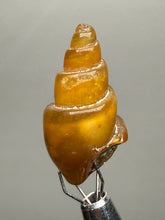 Load image into Gallery viewer, Agatized Gastropod Fossil Specimen | Morocco
