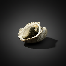 Load image into Gallery viewer, Bivalve (Pelecypoda) Fossil Sea Shell with Chalcopyrite | Mineralized Fossil Specimen | Indonesia
