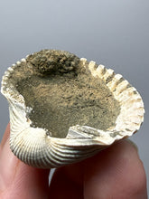 Load image into Gallery viewer, Bivalve (Pelecypoda) Fossil Sea Shell with Chalcopyrite | Mineralized Fossil Specimen | Indonesia
