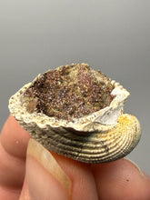 Load image into Gallery viewer, Bivalve (Pelecypoda) Fossil Sea Shell with Chalcopyrite | Mineralized Fossil Specimen | Indonesia
