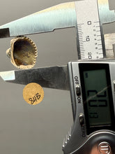 Load image into Gallery viewer, Bivalve (Pelecypoda) Fossil Sea Shell with Chalcopyrite | Mineralized Fossil Specimen | Indonesia
