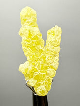 Load image into Gallery viewer, Vibrant Yellow Brucite Thumbnail Mineral Specimen | Collector Crystal from Killa Saifullah District in Balochistan Province, Pakistan
