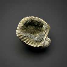Load image into Gallery viewer, Bivalve (Pelecypoda) Fossil Sea Shell with Calcite Crystals and Chalcopyrite | Mineralized Fossil Specimen | Indonesia
