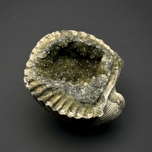Load image into Gallery viewer, Bivalve (Pelecypoda) Fossil Sea Shell with Calcite Crystals and Chalcopyrite | Mineralized Fossil Specimen | Indonesia
