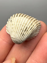 Load image into Gallery viewer, Bivalve (Pelecypoda) Fossil Sea Shell with Chalcopyrite | Mineralized Fossil Specimen | Indonesia
