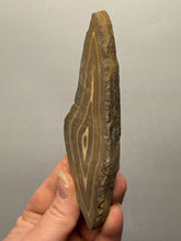 Load image into Gallery viewer, Stromatolite Fossil Slice | Ancient Microbial Reef Structure | Morocco
