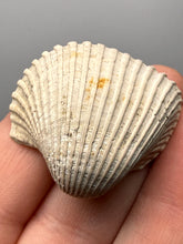 Load image into Gallery viewer, Bivalve (Pelecypoda) Fossil Sea Shell with Chalcopyrite | Mineralized Fossil Specimen | Indonesia
