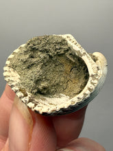 Load image into Gallery viewer, Bivalve (Pelecypoda) Fossil Sea Shell with Chalcopyrite | Mineralized Fossil Specimen | Indonesia
