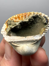 Load image into Gallery viewer, Bivalve (Pelecypoda) Fossil Sea Shell with Chalcopyrite | Mineralized Fossil Specimen | Indonesia
