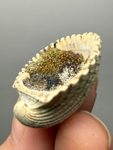 Load image into Gallery viewer, Bivalve (Pelecypoda) Fossil Sea Shell with Calcite Crystals and Chalcopyrite | Mineralized Fossil Specimen | Indonesia
