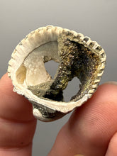 Load image into Gallery viewer, Bivalve (Pelecypoda) Fossil Sea Shell with Chalcopyrite | Mineralized Fossil Specimen | Indonesia

