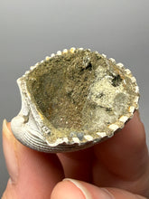 Load image into Gallery viewer, Bivalve (Pelecypoda) Fossil Sea Shell with Chalcopyrite | Mineralized Fossil Specimen | Indonesia
