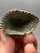 Load image into Gallery viewer, Bivalve (Pelecypoda) Fossil Sea Shell with Chalcopyrite | Mineralized Fossil Specimen | Indonesia
