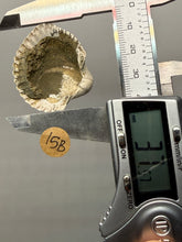 Load image into Gallery viewer, Bivalve (Pelecypoda) Fossil Sea Shell with Chalcopyrite | Mineralized Fossil Specimen | Indonesia
