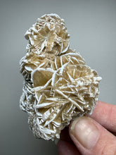 Load image into Gallery viewer, Desert Rose Selenite (Gypsum) — Mineral Display Specimen | Mexico
