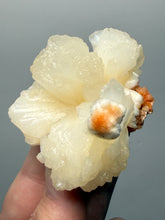 Load image into Gallery viewer, Cream Stilbite Flower on
Orange Heulandite Zeolite Cluster – India (Collector Mineral Specimen)
