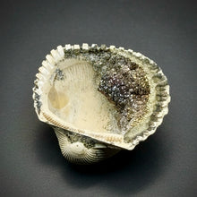 Load image into Gallery viewer, Bivalve (Pelecypoda) Fossil Sea Shell with Chalcopyrite | Mineralized Fossil Specimen | Indonesia
