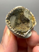 Load image into Gallery viewer, Bivalve (Pelecypoda) Fossil Sea Shell with Chalcopyrite | Mineralized Fossil Specimen | Indonesia
