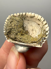 Load image into Gallery viewer, Bivalve (Pelecypoda) Fossil Sea Shell with Chalcopyrite | Mineralized Fossil Specimen | Indonesia
