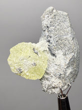 Load image into Gallery viewer, Vibrant Yellow Brucite Thumbnail Mineral Specimen | Collector Crystal from Killa Saifullah District in Balochistan Province, Pakistan
